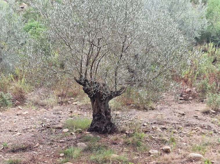 Bastide de charme à vendre à Sari-Solenzara Corse-du-Sud Immobilier de luxe Propriétés Clovis (13)