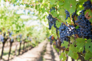 Achat vente de propriétés et domaines viticoles en France -Vignobles à vendre avec châteaux