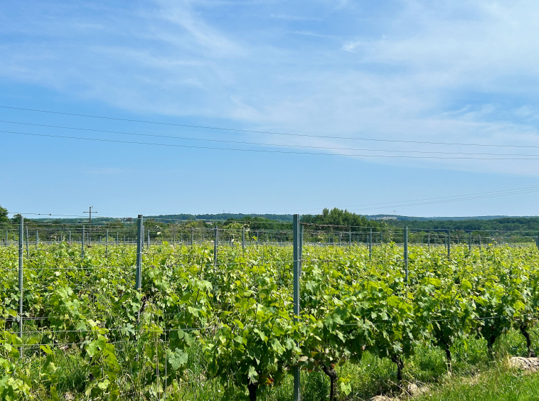 Vente Propriété viticole Bordeaux (7) Bordeaux vineyard estate | 67 ha incl. 39 ha AOC Bordeaux Supérieur vines, winery, and residences | €2,350,000 incl. fees.