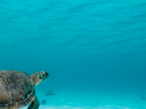 Luxury Hotels, Guesthouses & Eco-Lodges for Sale in Guadeloupe