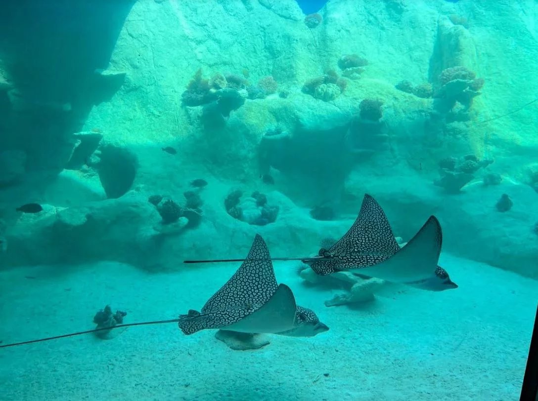 70bd18be607d8480220e5302150c358b_7fd1282305_1088-original