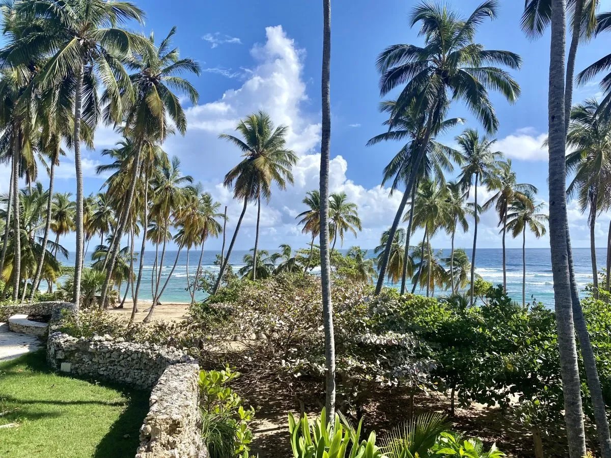 Tropical beach scene with tall palm trees, blue sky, and turquoise waves beyond a stone wall in the foreground.