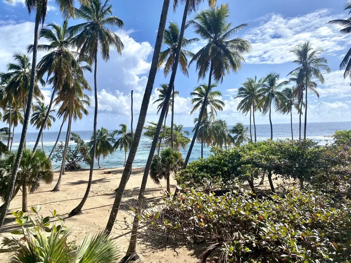 Sunlit tropical beach scene with tall palm trees, sandy shore, and calm blue sea.