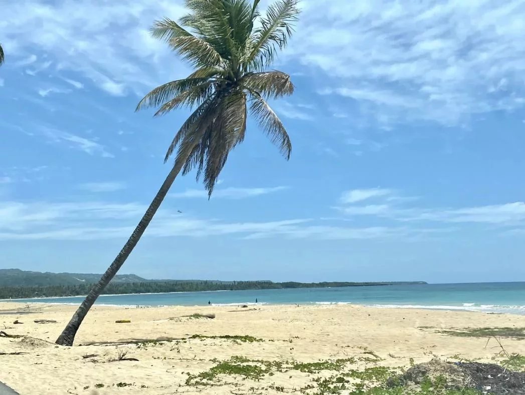 Leaning palm tree on a sandy beach with blue ocean and clear sky behind it